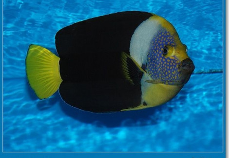 Chaetodontoplus Meredithi (Maschio) Xl