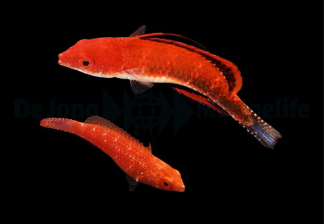 Cirrhilabrus Joanallenae (Pair) Ml