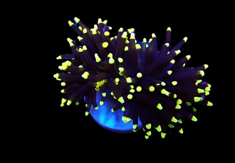 Euphyllia Glabrescens (Black Torch) (1 Hd.) Xs