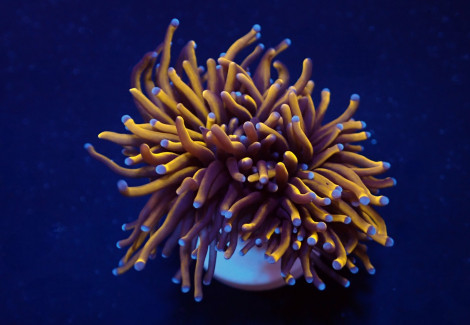 Euphyllia Glabrescens (Gold Torch) (Grade A) (1 Head.) S