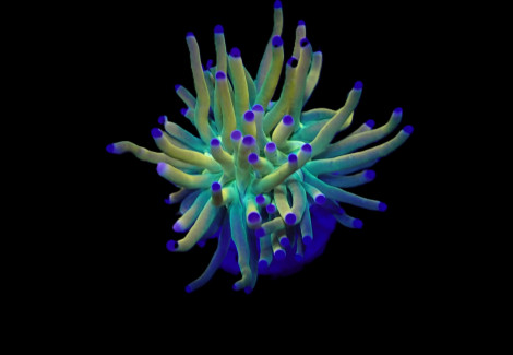 Euphyllia Glabrescens (Rapunzel) (1 Head.) Xs