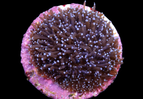 Galaxea Spp. (Common) (Frag) M