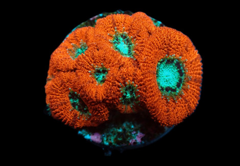 Micromussa Spp. (Frag) M