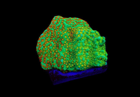 Montipora Spp. (Fruity Pebbles) (Frag) M