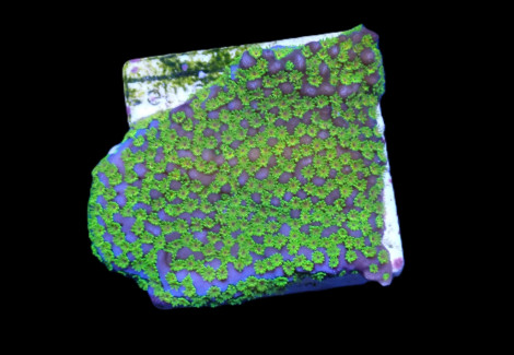Montipora Spp. (Ultraman) (Frag) M