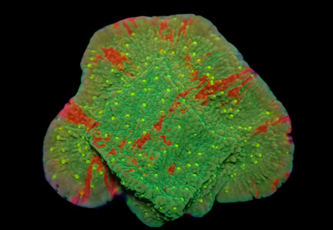Montipora Spp. (Wwc Sunfire Grafted) (Frag) M
