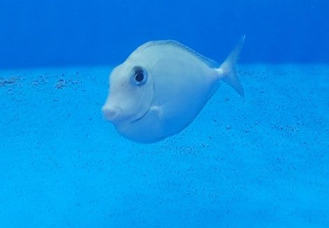 Naso Annulatus M