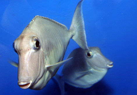Naso Brachycentron M