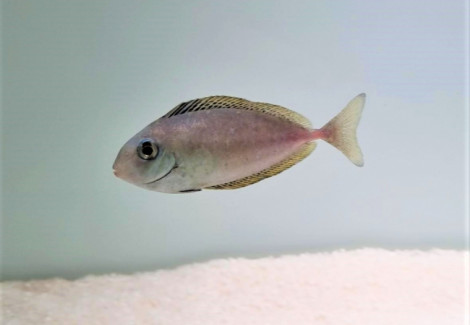 Naso Thynnoides Ml
