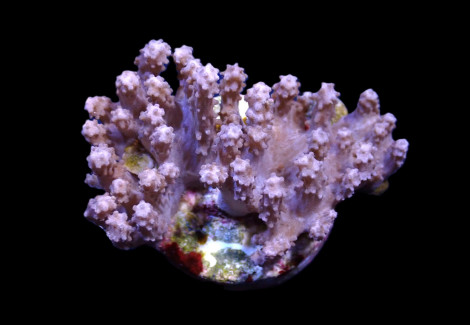 Paralemnalia Spp. (Frag) M