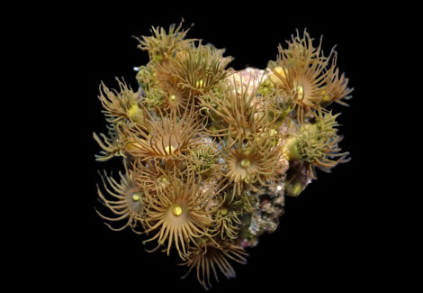 Parazoanthus Gracilis (Yellow) (Frag) M