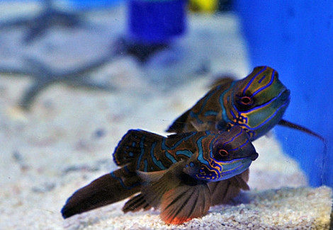 Pterosynchiropus Splendidus (Red) (Coppia)