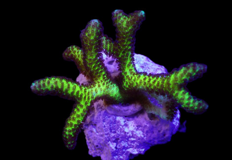 Seriatopora Guttatus (Bird Of Paradise) (Frag) M
