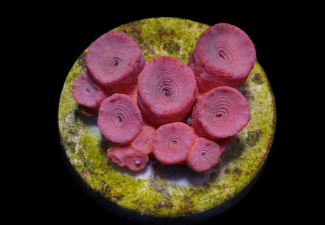Tubastrea Faulkneri (Orange) (Frag) M