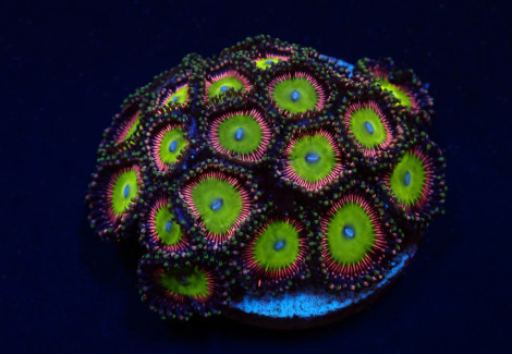 Zoanthus Spp. (Candy Apple Green) (Frag) M