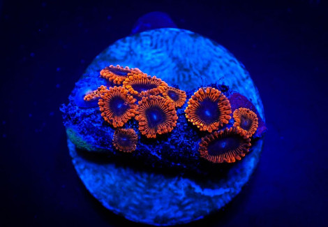 Zoanthus Spp. (Lunar Eclipse) (Frag) M