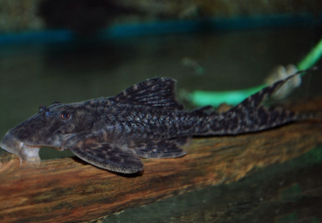Liposarcus Pardalis L021 L