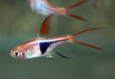 Trigonostigma Heteromorpha Long Fin M