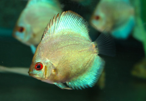 Discus Blue Diamond M