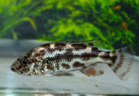 Hapl./Nimbochromis Polystigma S