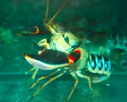 Cherax Nigli L