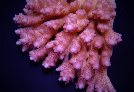 Acropora Anthocercis Ml