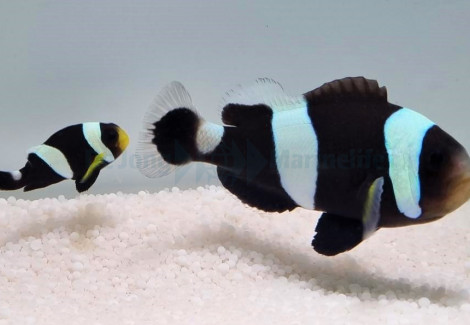 Amphiprion Polymnus (Pair)
