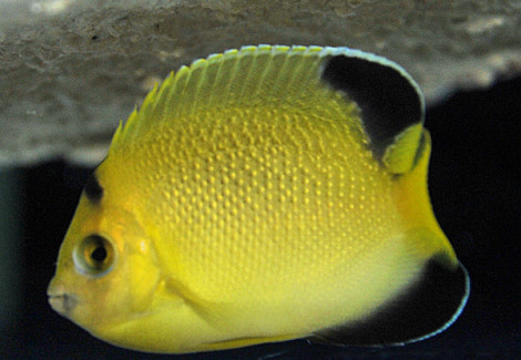 Apolemichthys Armitagei M