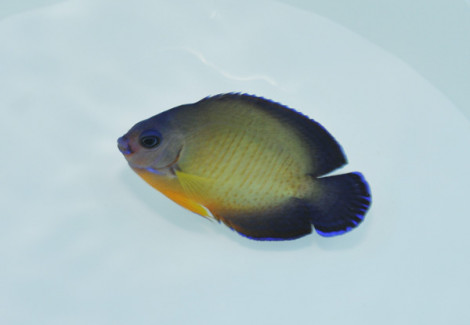 Centropyge Bispinosa (Fiji) M
