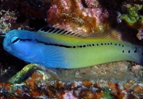 Meiacanthus Nigrolineatus (Red Sea) M