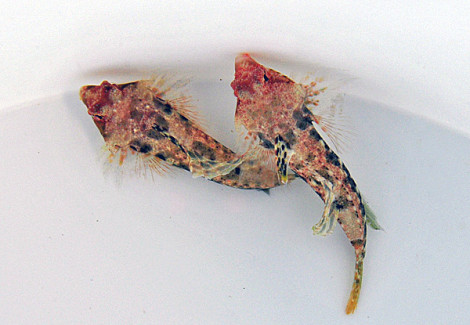 Synchiropus Moyeri M