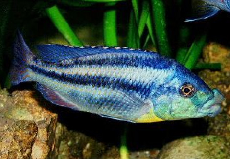 Cheilochromis Euchilus 8-11