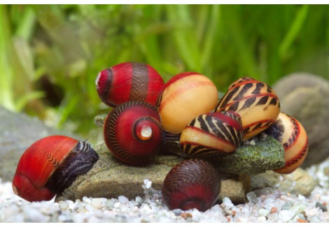 Vittina Sp. Multicolor M