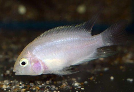 Amatitlania Nigrofasciata Coral White S/M