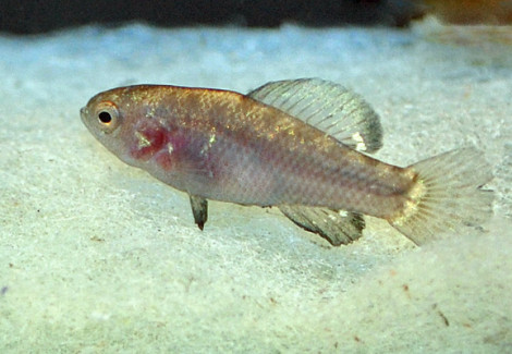 Elassoma Evergladei M