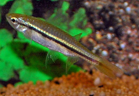 Esomus Lineatus L