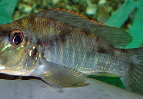 Retroculus Lapidifer S