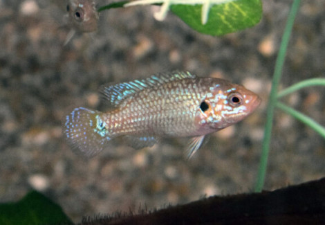 Rubricatochr. Lifalili ''Neon Blue'' S