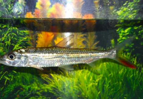 Hydrocynus Forskahlii M