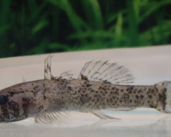 Kribia Kribensis M