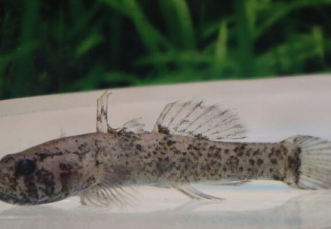 Kribia Kribensis M