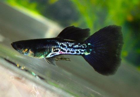 Guppy Platinum Black Snakeskin Male M