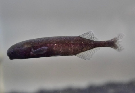 Marcusenius Sp. Cameroon M