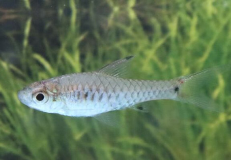 Oreichthys Parvus M
