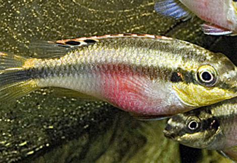 Pelvicachromis Pulcher M/L