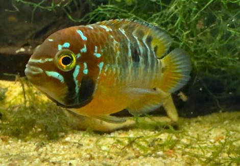 Ivanacara Bimaculata  M