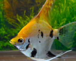 Pterophyllum Sc. Koi Goldhead S/M