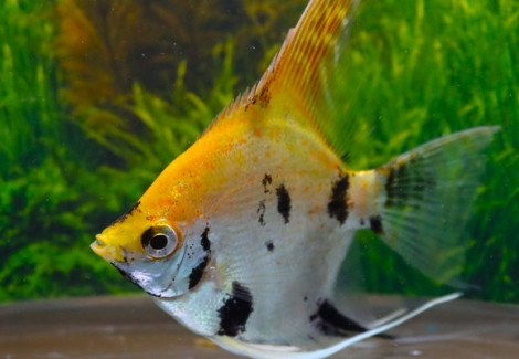 P. Scalare Koi Goldhead L