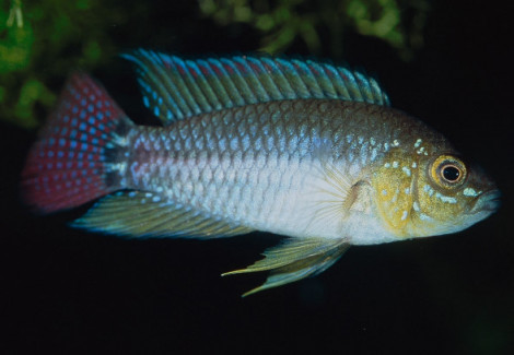 Apistogrammoides Pucallpaensis S