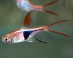 Trigonostigma Heteromorpha Long Fin M